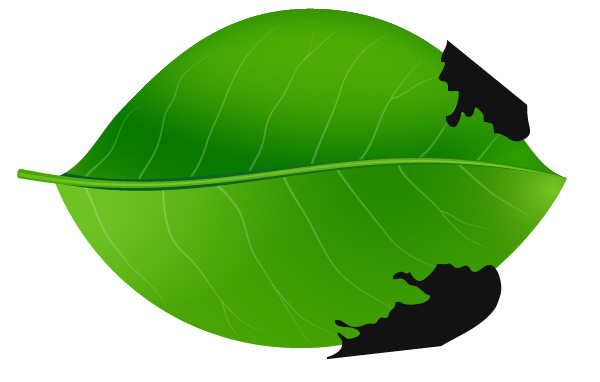 Green Leaf Vector nature